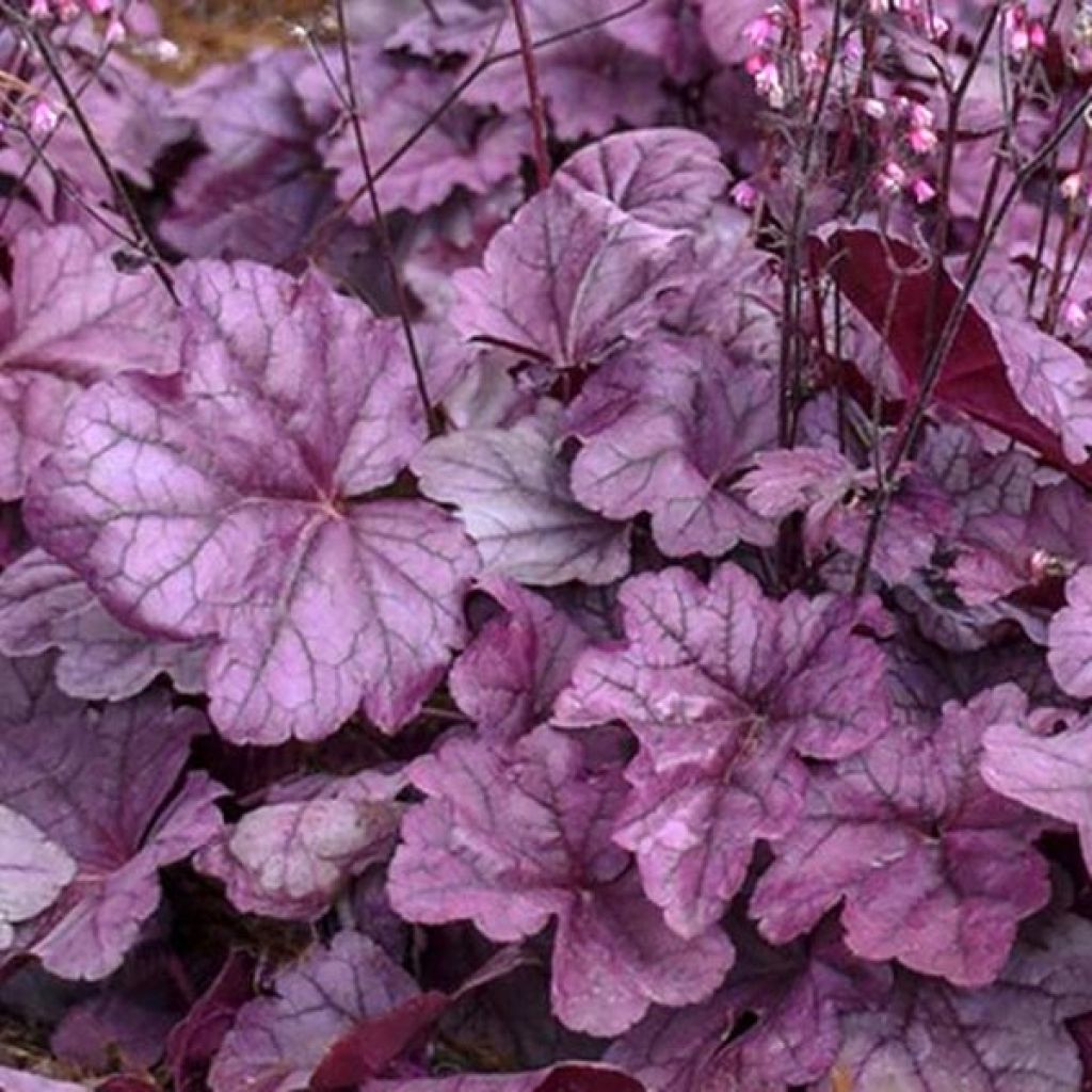 Heuchera Pink Panther - Heuchère