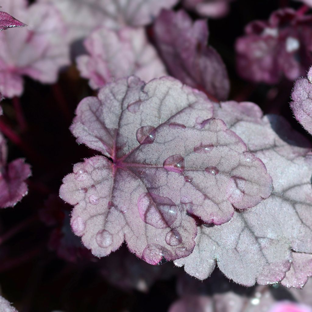 Heuchera Pink Panther - Heuchère