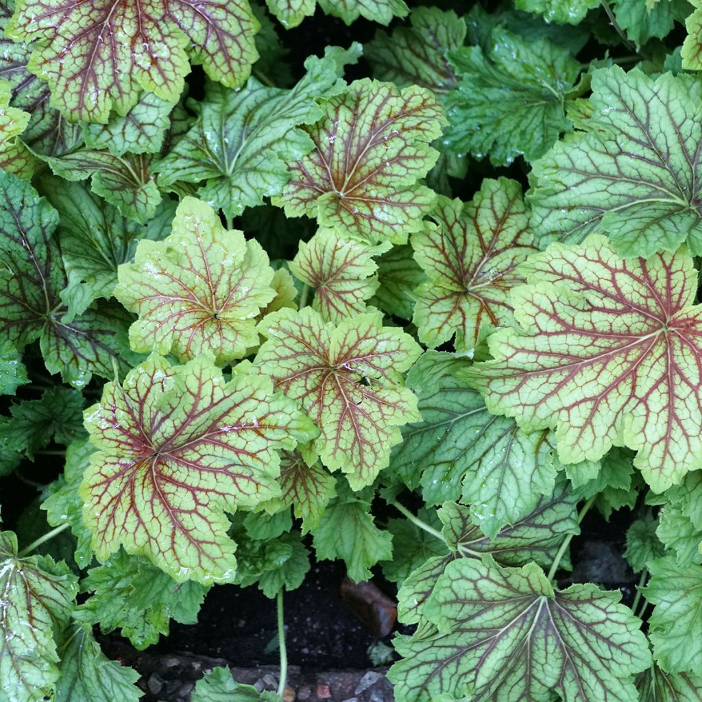 Heuchera Red Lightning - Heuchère