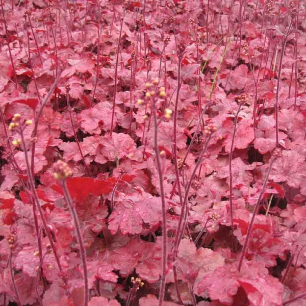 Heuchère - Heuchera Root Beer