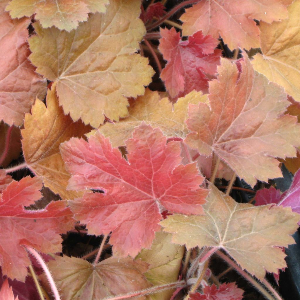 Heuchera Southern Comfort - Heuchère