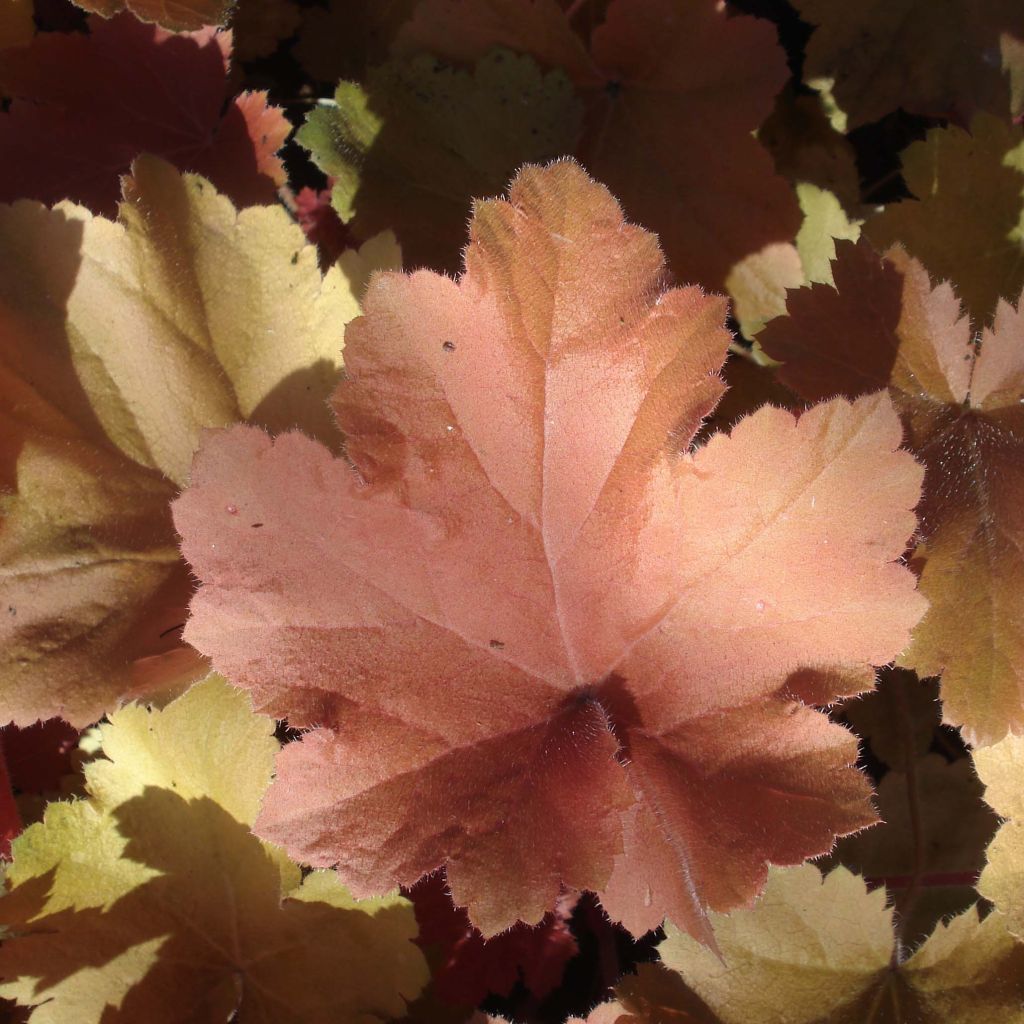 Heuchera Southern Comfort - Heuchère