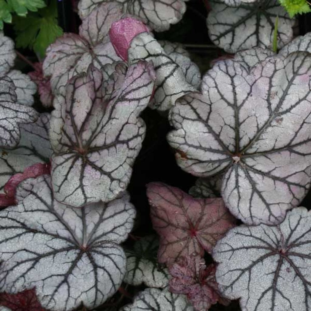 Heuchère - Heuchera Sugar Plum