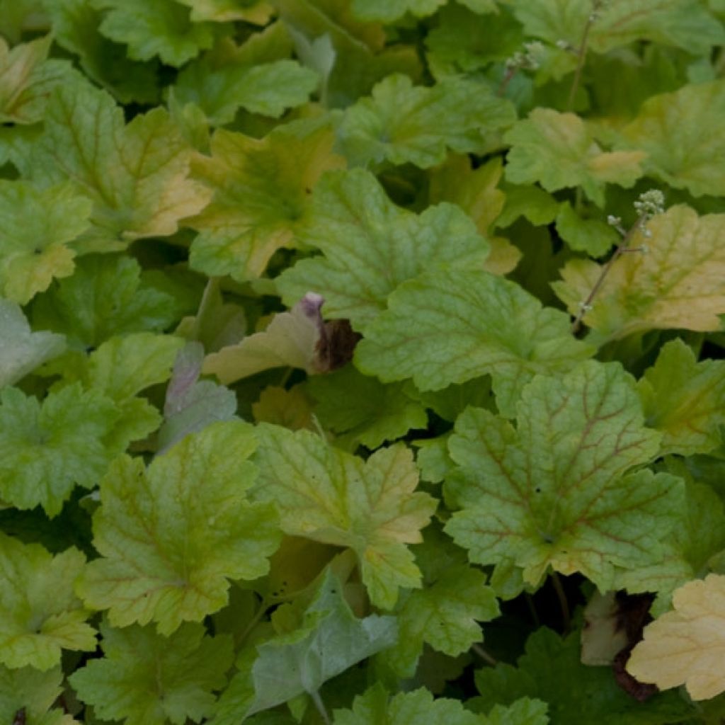 Heuchère - Heuchera Electric Lime