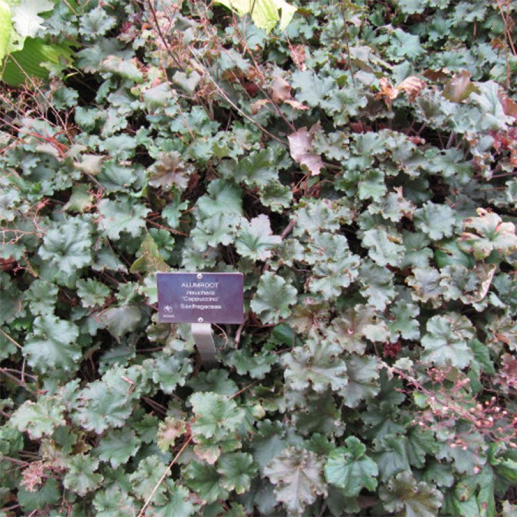 Heuchera micrantha Cappuccino - Heuchère bronze
