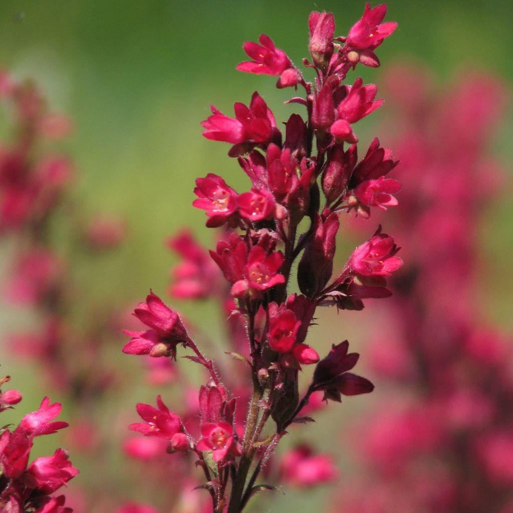 Heuchera sanguinea Leuchtkäfer - Heuchère sanguine