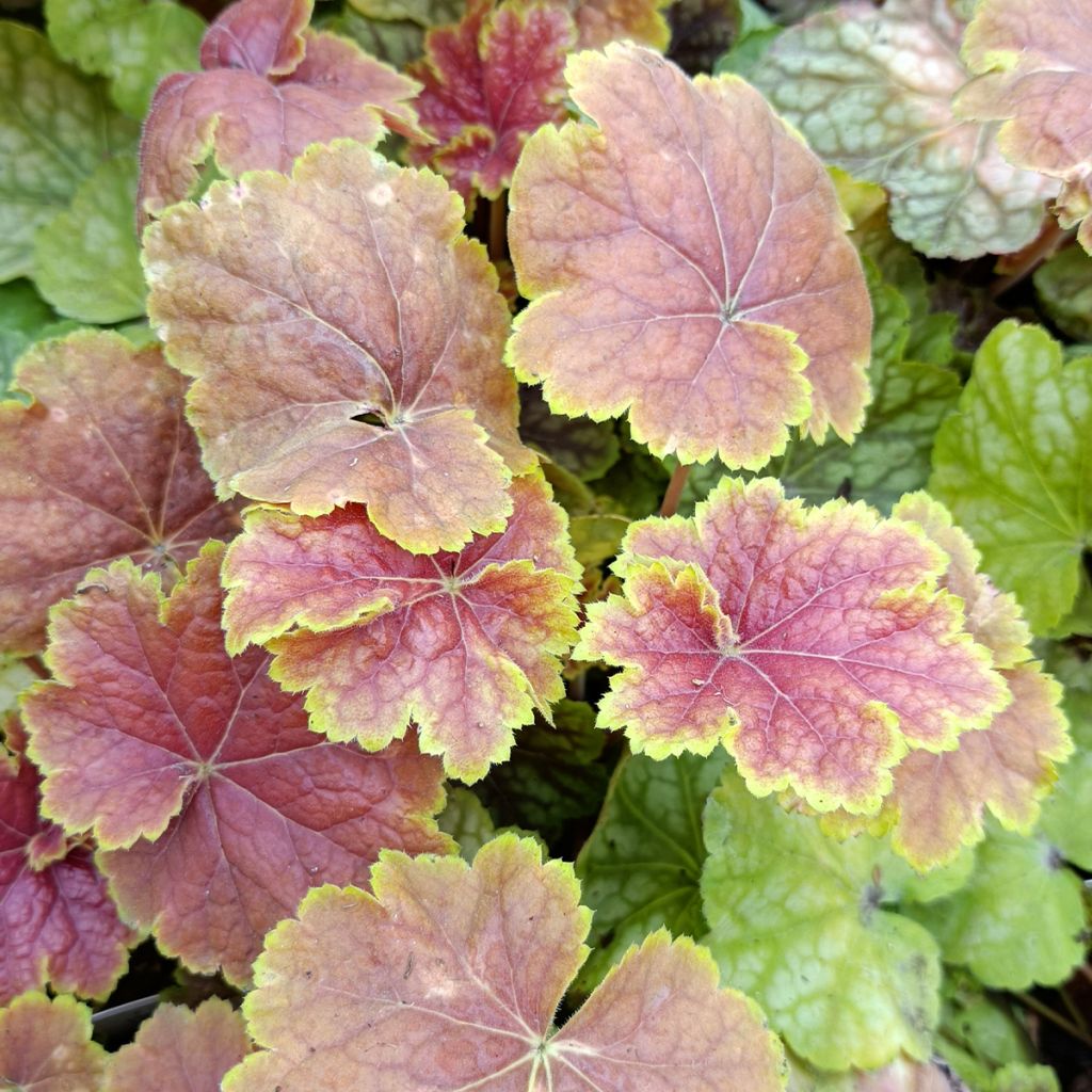 Heuchère - Heuchera Tiramisu