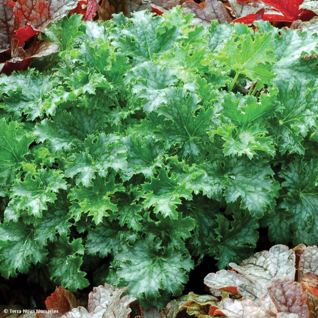 Heuchère - Heuchera Apple Crisp