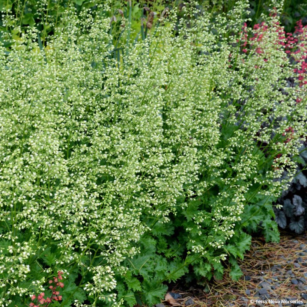 Heuchère - Heuchera Apple Crisp