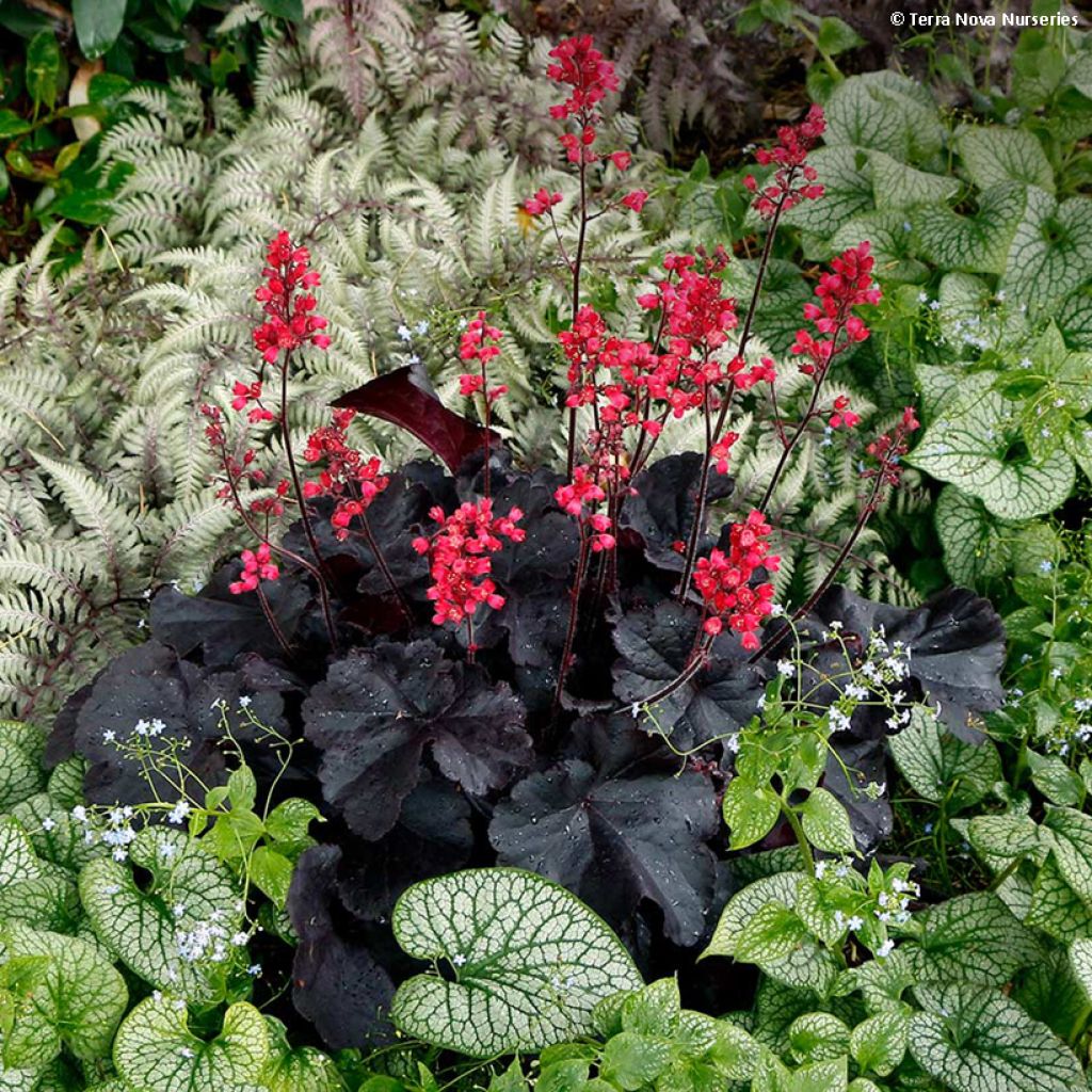 Heuchère - Heuchera Black Forest Cake