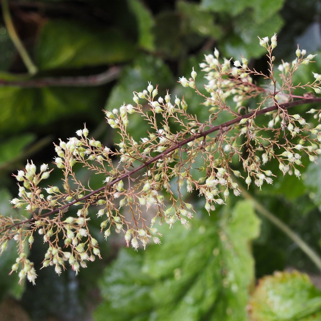 Heuchère - Heuchera Brownies