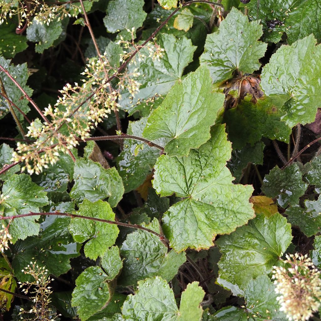 Heuchère - Heuchera Brownies