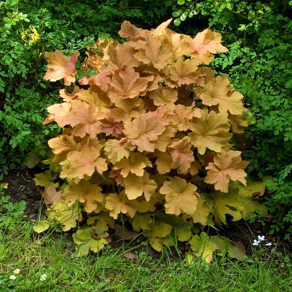 Heuchère - Heuchera Caramel