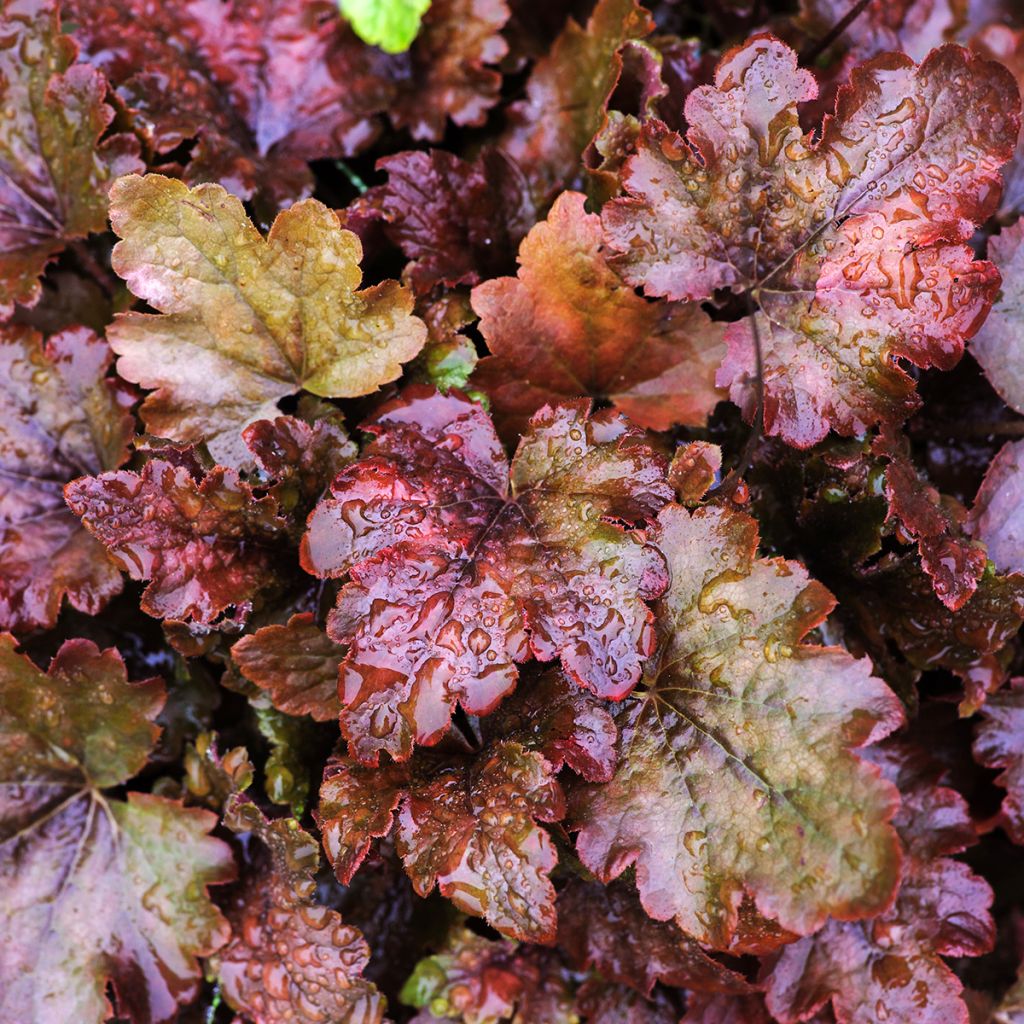 Heuchère, Heuchera Chocolate Ruffle