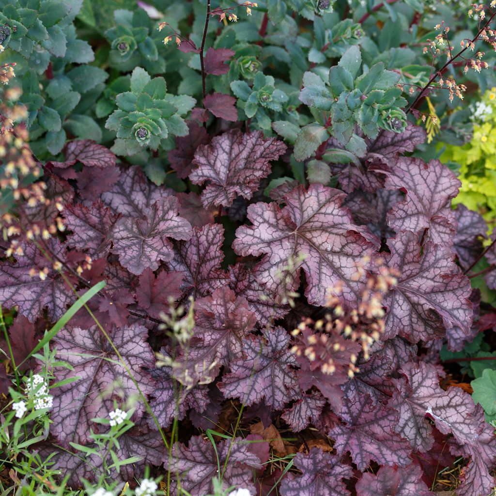 Heuchère, Heuchera Chocolate Ruffle