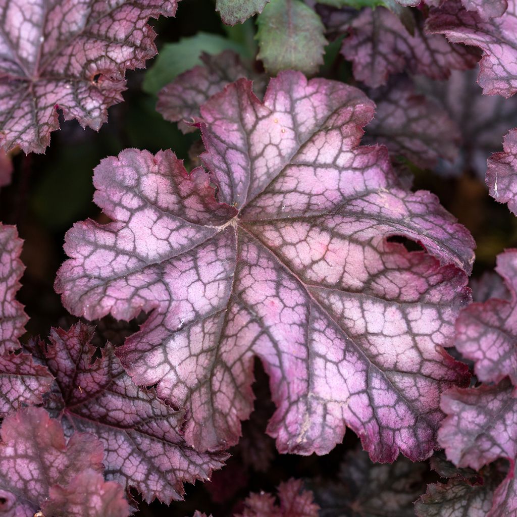 Heuchère, Heuchera Chocolate Ruffle