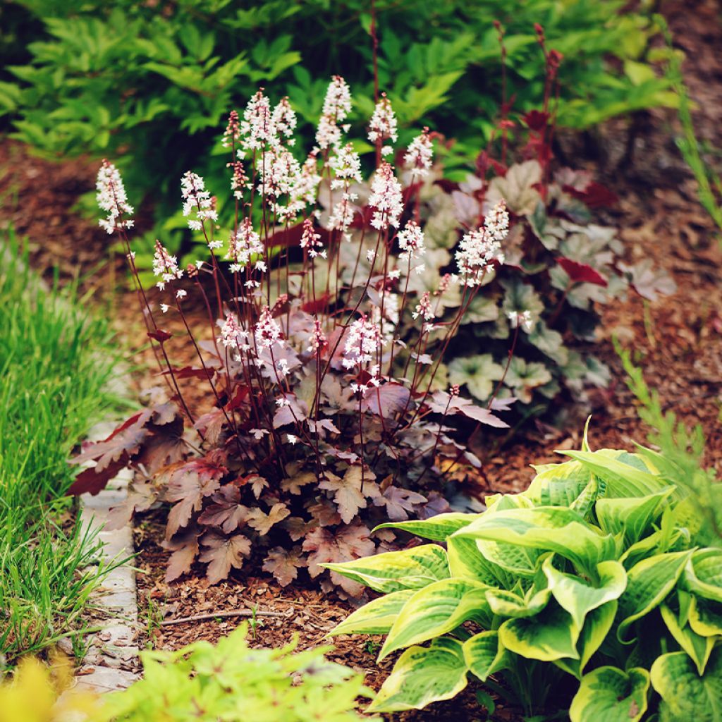 Heuchère, Heuchera Chocolate Ruffle