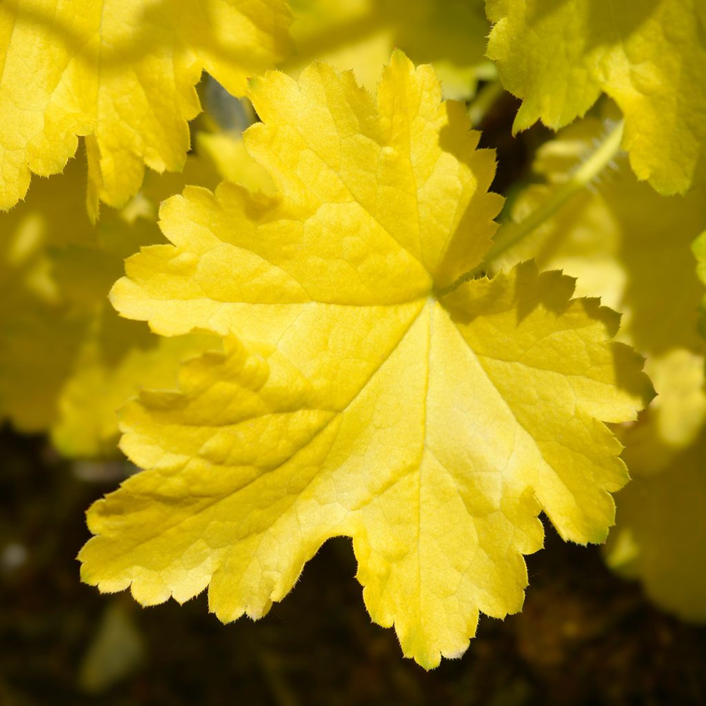 Heuchère - Heuchera Electric Lime