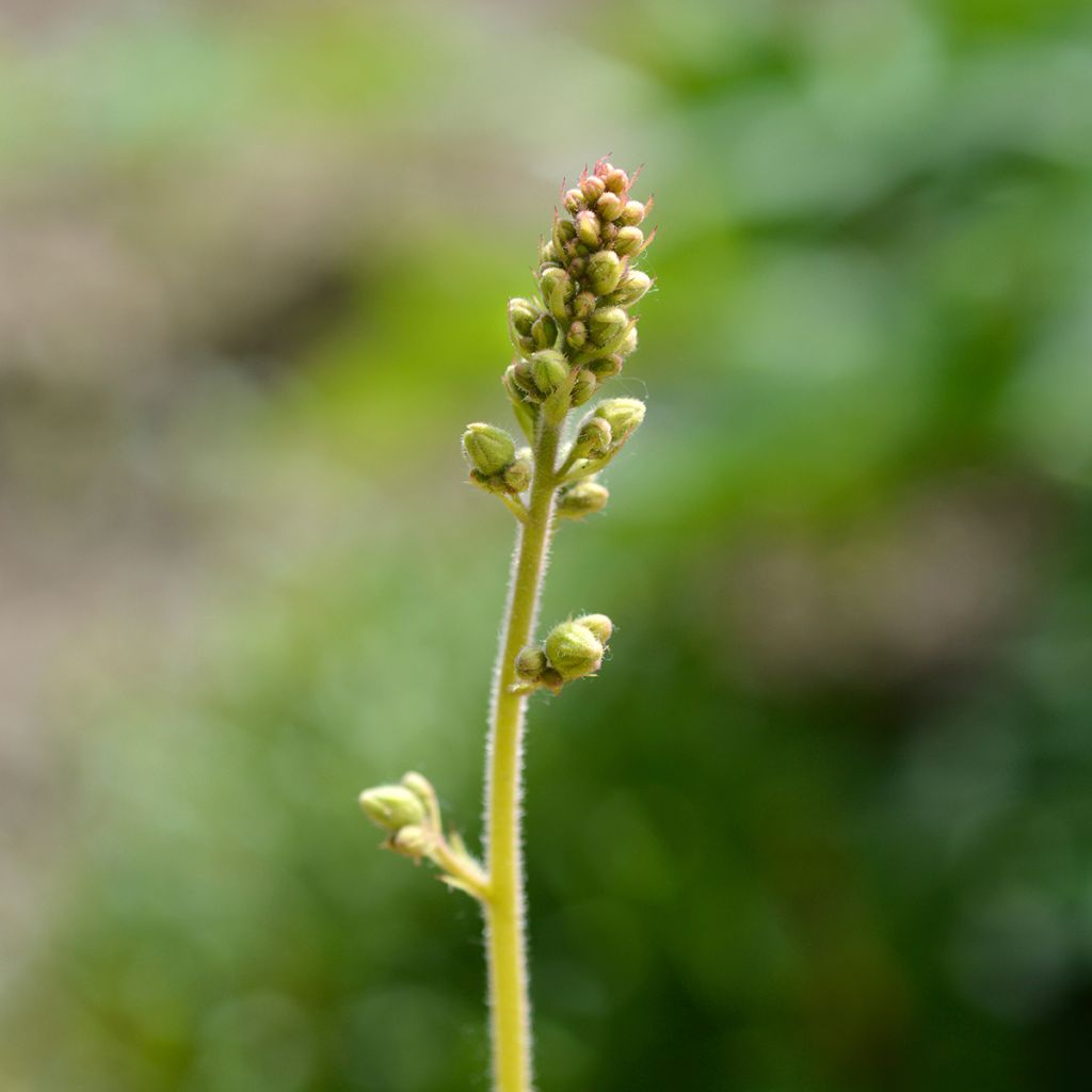 Heuchère - Heuchera Electric Lime