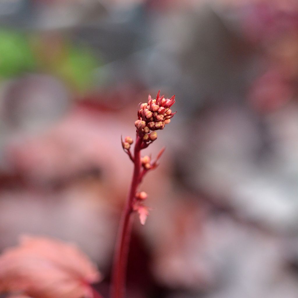 Heuchère - Heuchera Fire Chief