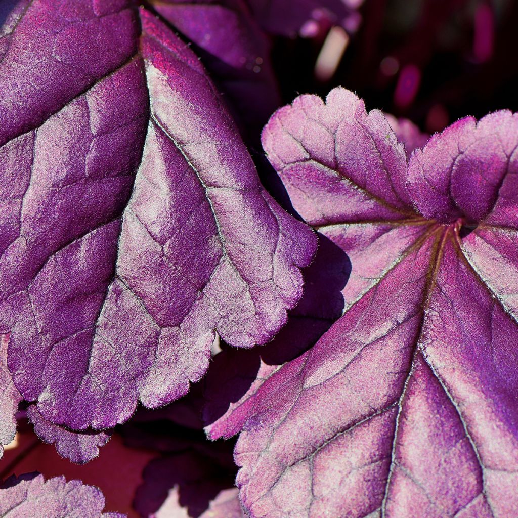 Heuchere - Heuchera Forever Purple