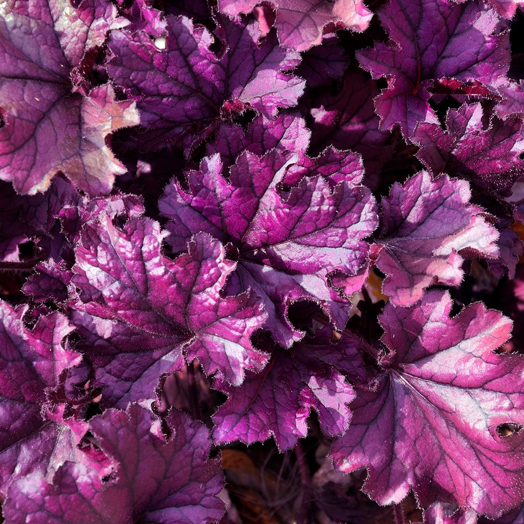 Heuchere - Heuchera Forever Purple