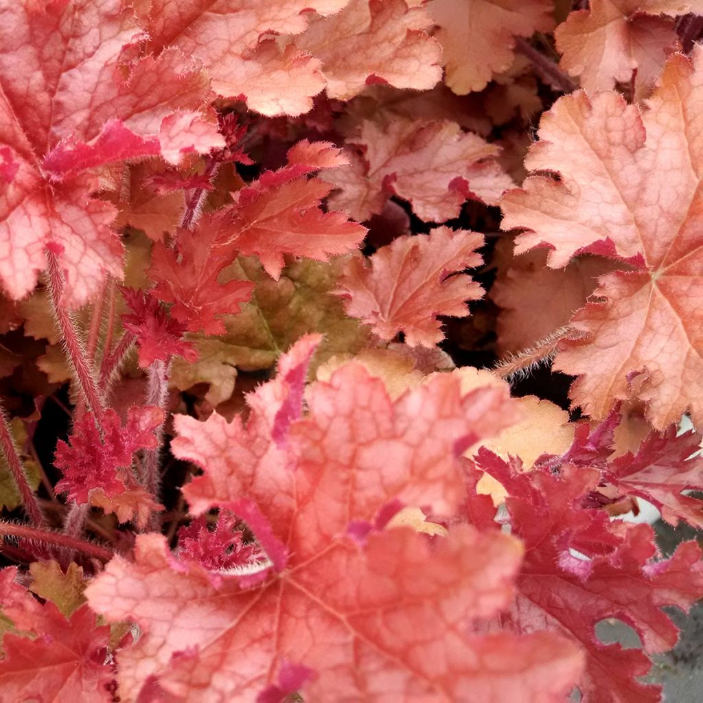 Heuchère - Heuchera Ginger Peach