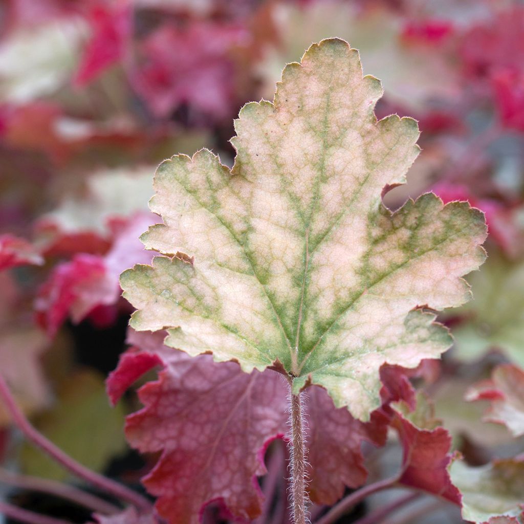 Heuchère - Heuchera Ginger Peach