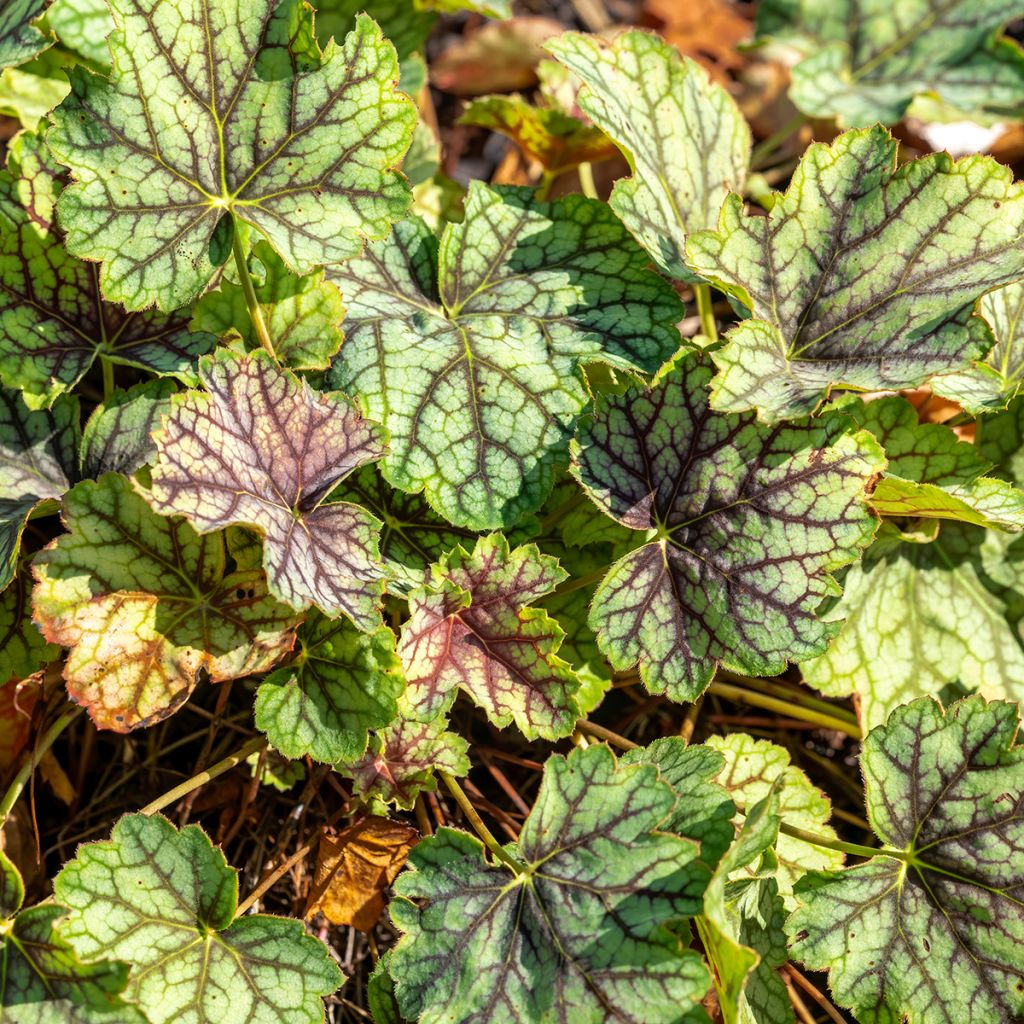 Heuchère - Heuchera Green Spice