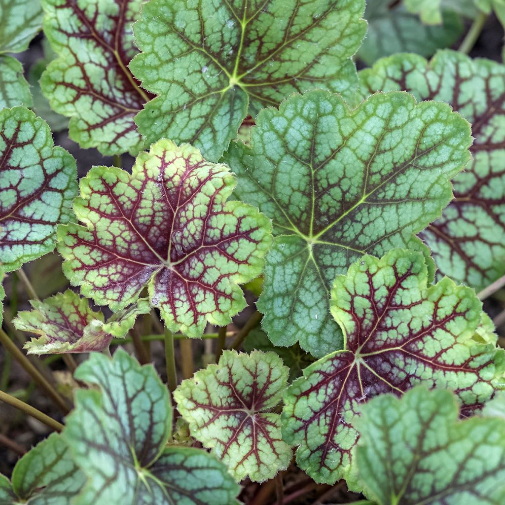 Heuchère - Heuchera Green Spice