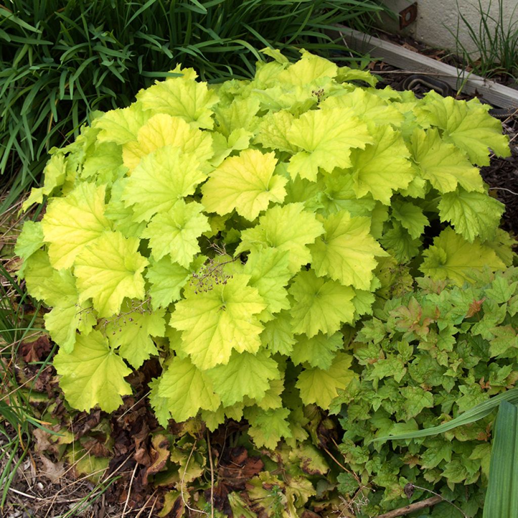 Heuchère - Heuchera Guacamole