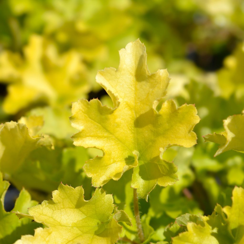 Heuchère - Heuchera Lime Marmalade