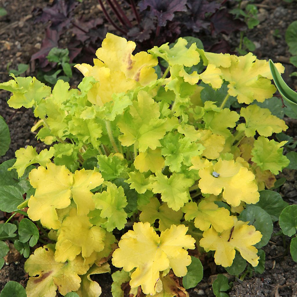 Heuchère - Heuchera Lime Marmalade