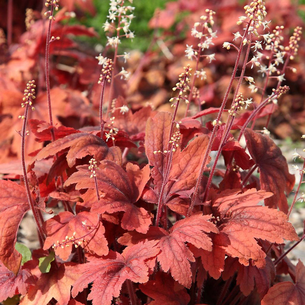 Heuchère - Heuchera Marmelade