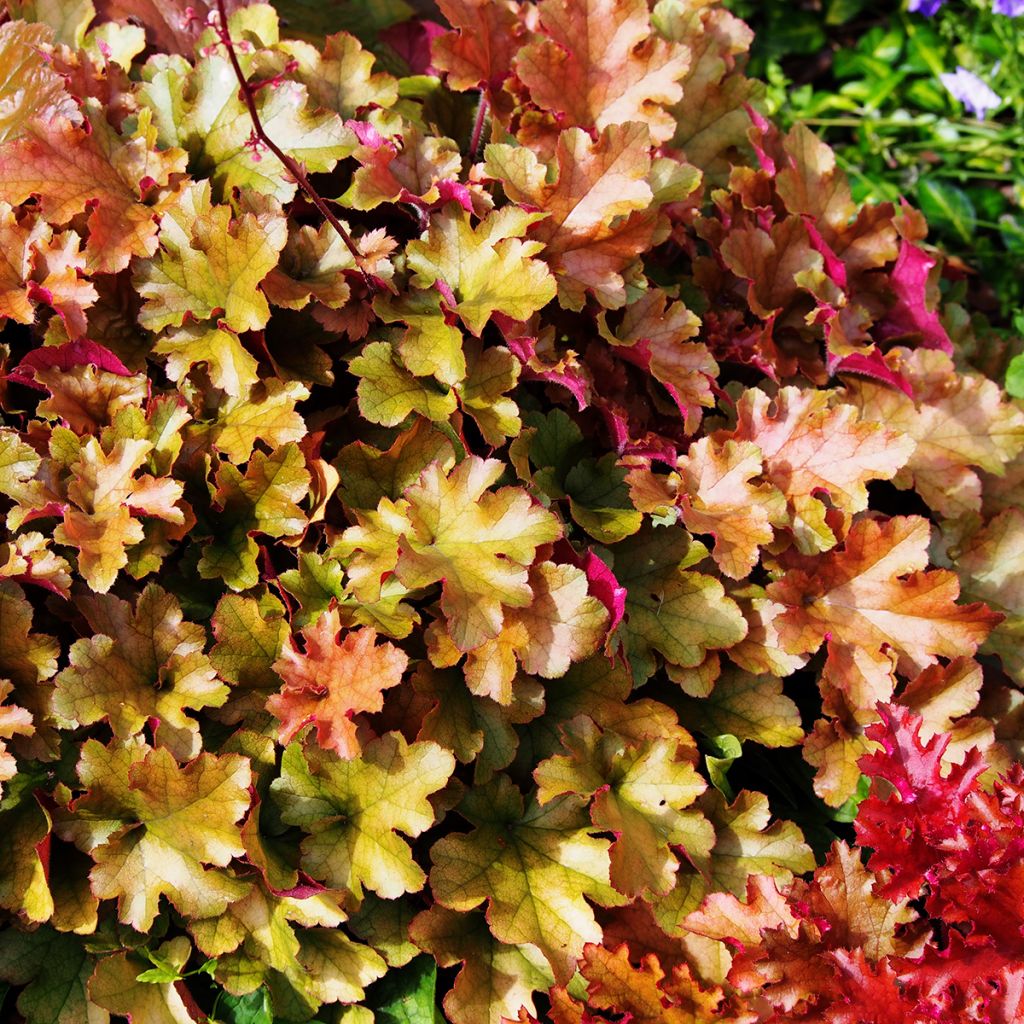 Heuchère - Heuchera Marmelade