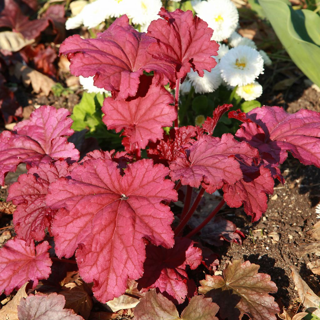 Heuchère - Heuchera Marmelade