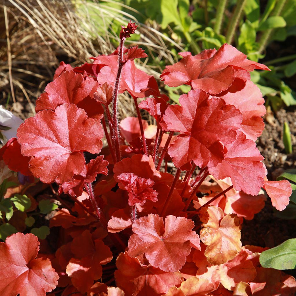 Heuchère - Heuchera Marmelade