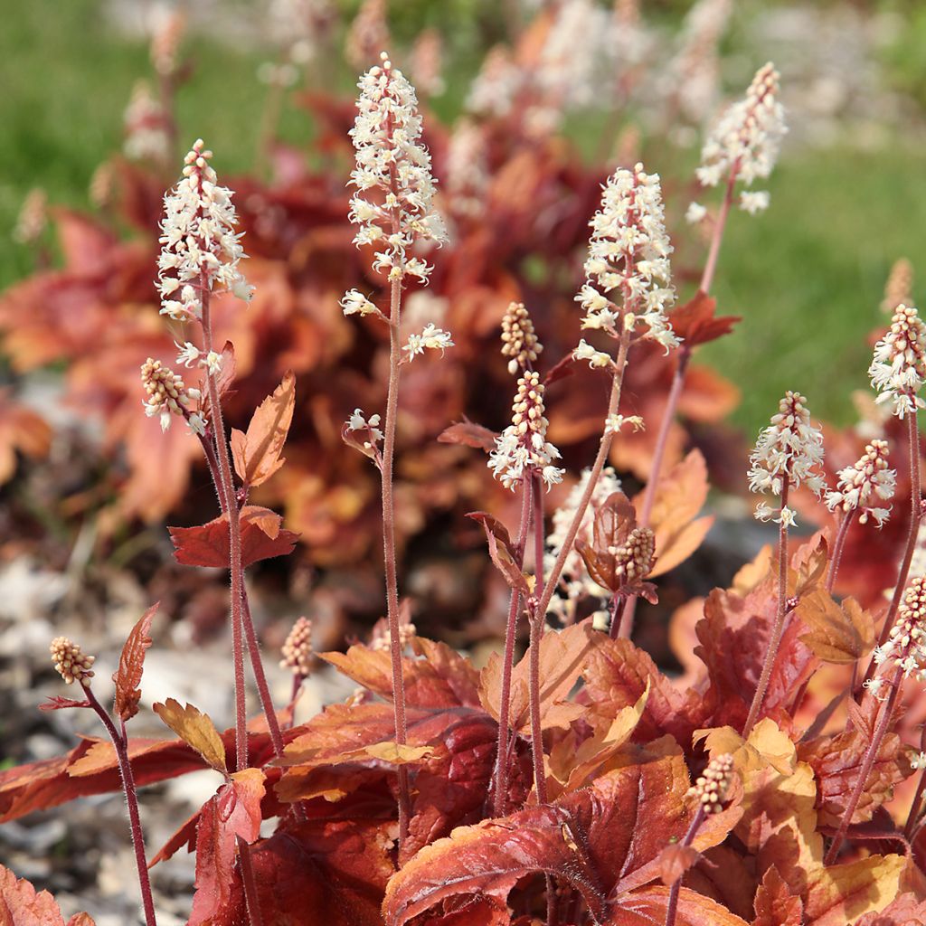 Heuchère - Heuchera Marmelade