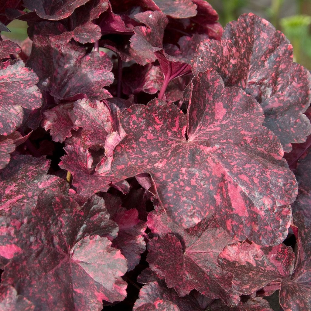 Heuchère - Heuchera Midnight Rose