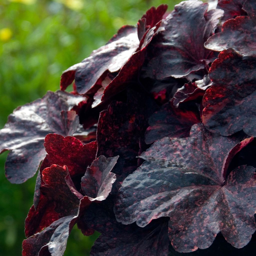 Heuchère - Heuchera Midnight Rose