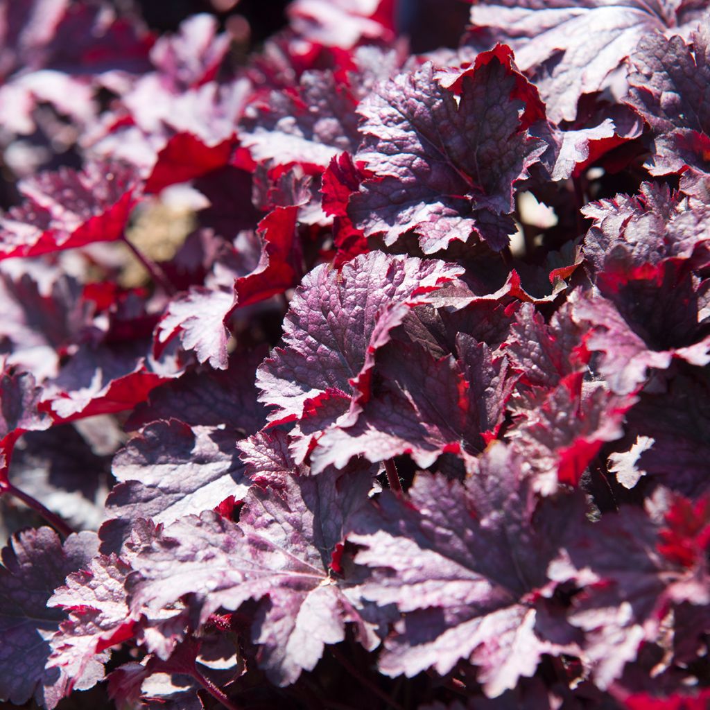 Heuchère, Heuchera Obsidian