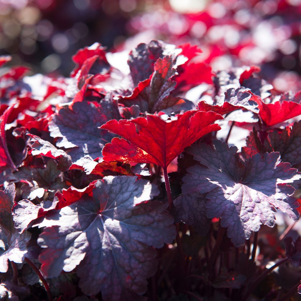 Heuchère, Heuchera Obsidian