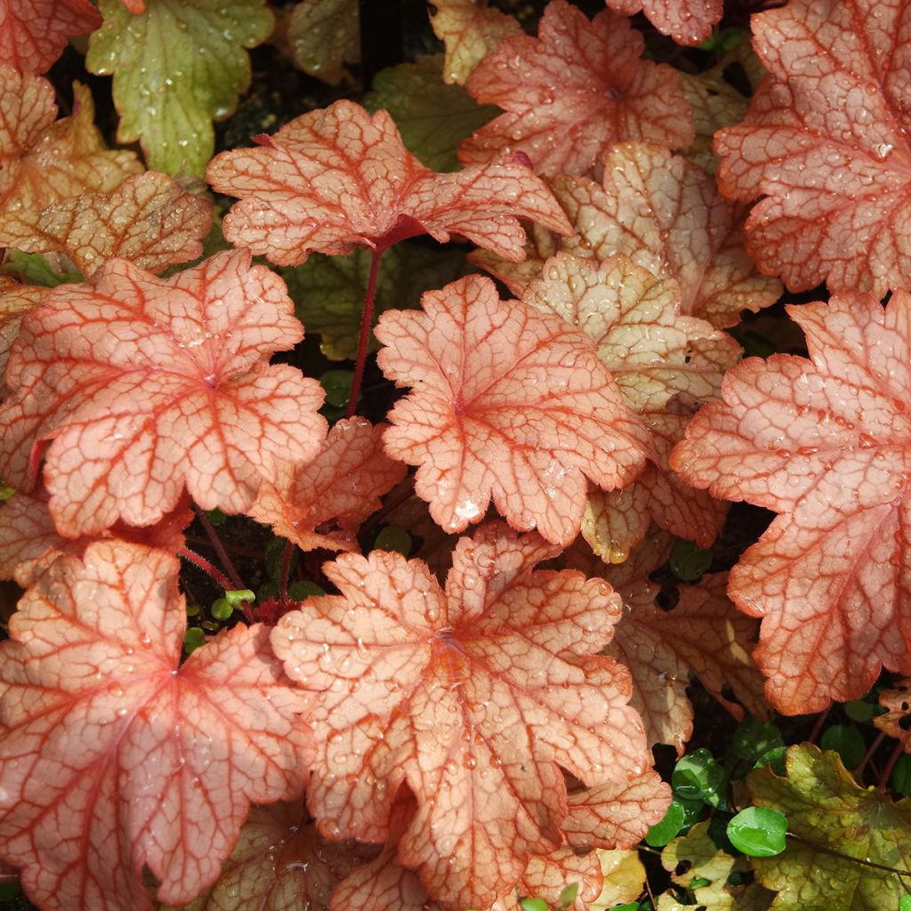 Heuchère - Heuchera Paprika