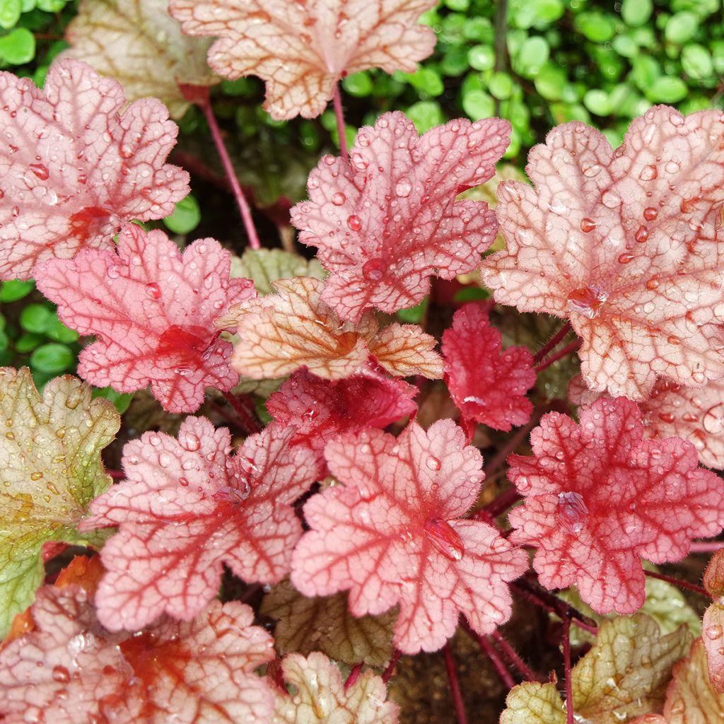 Heuchère - Heuchera Paprika