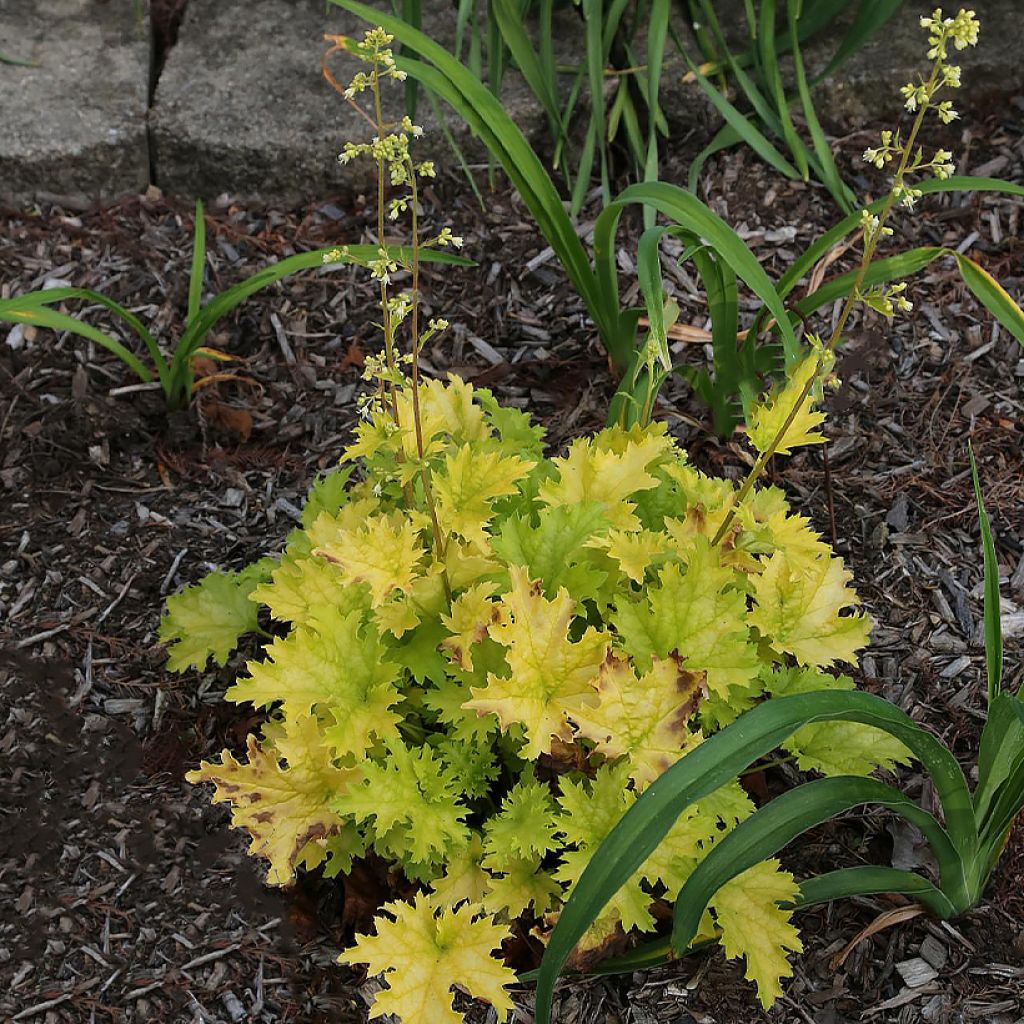 Heuchère - Heuchera Pear Crisp