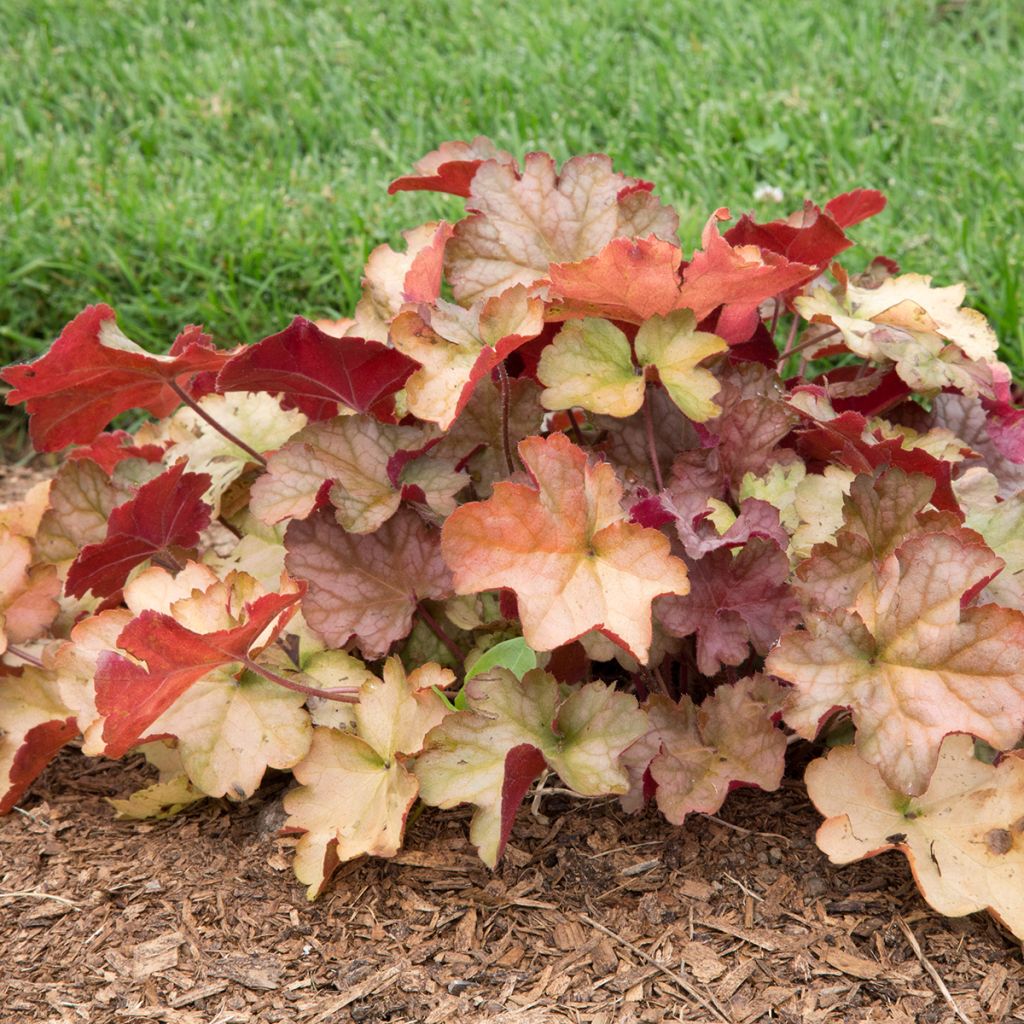 Heuchère - Heuchera Pinot Gris