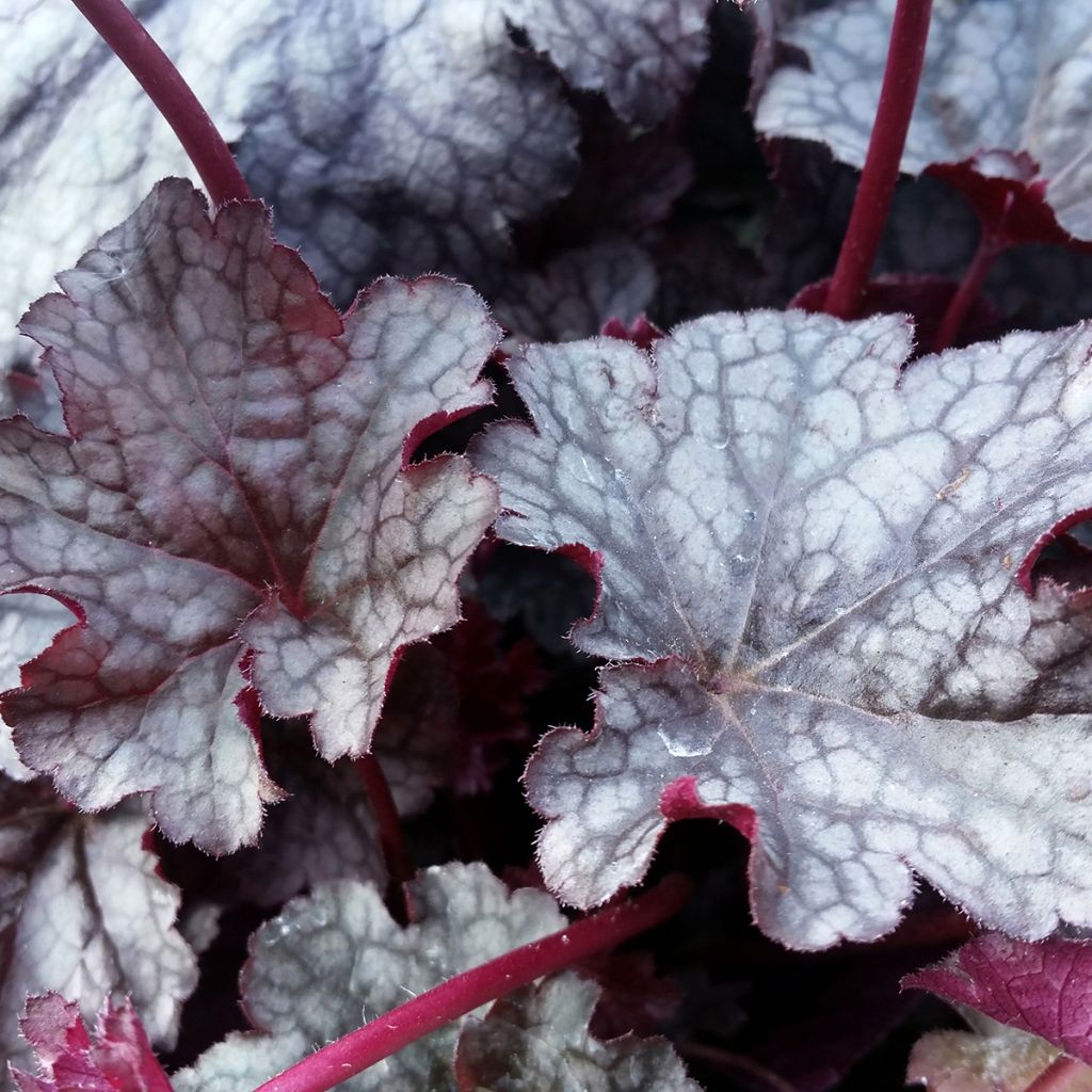 Heuchère, Heuchera Plum Pudding