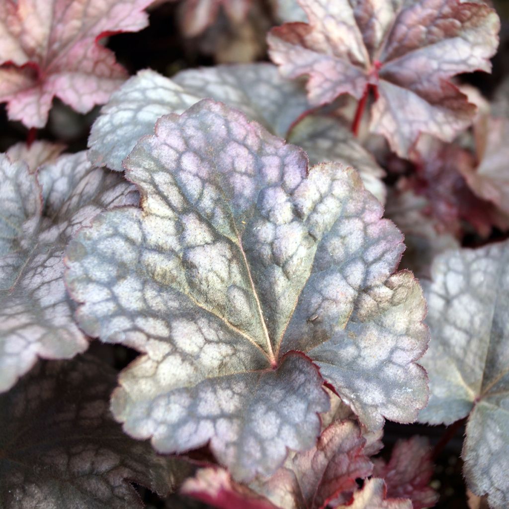 Heuchère, Heuchera Plum Pudding