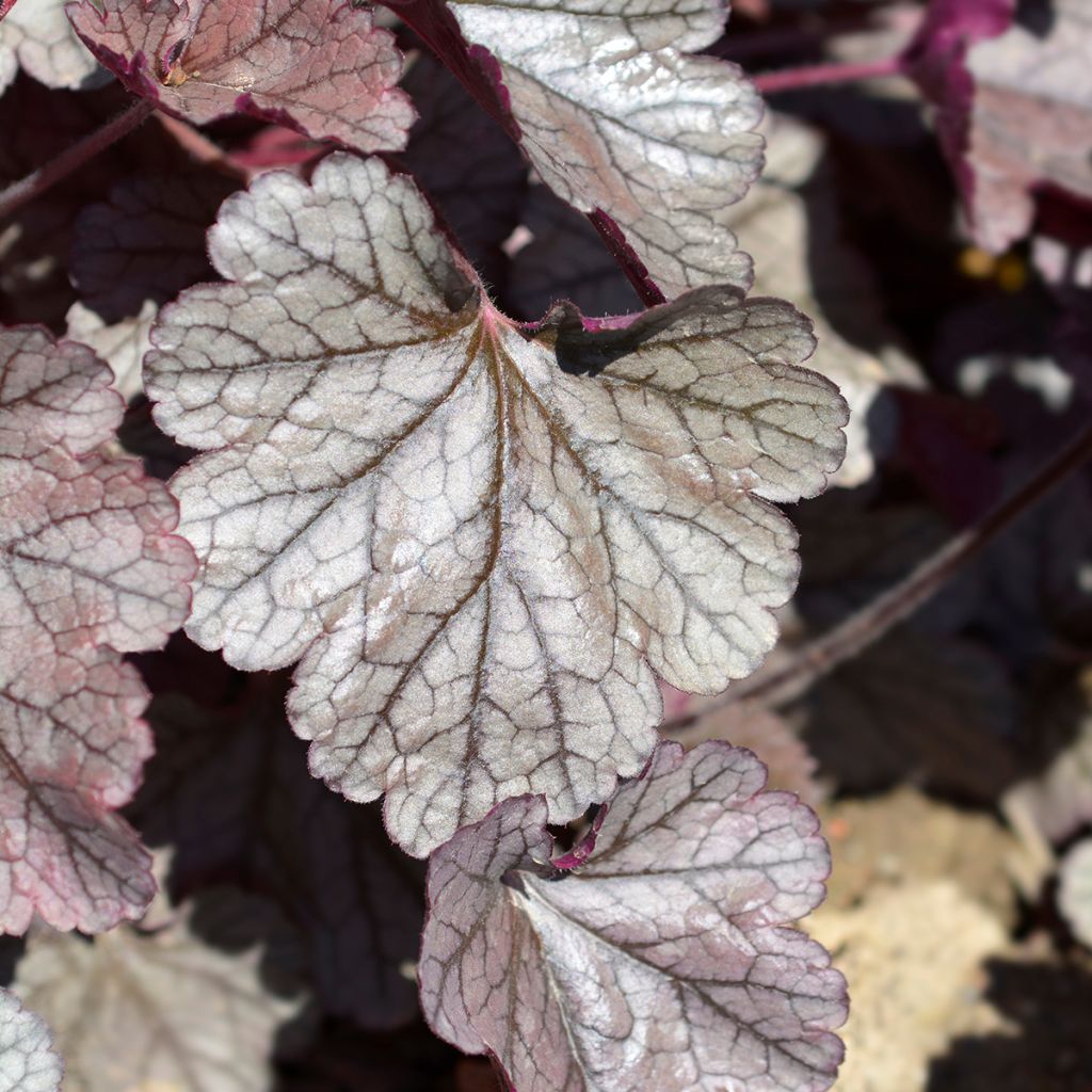 Heuchère - Heuchera Prince of Silver