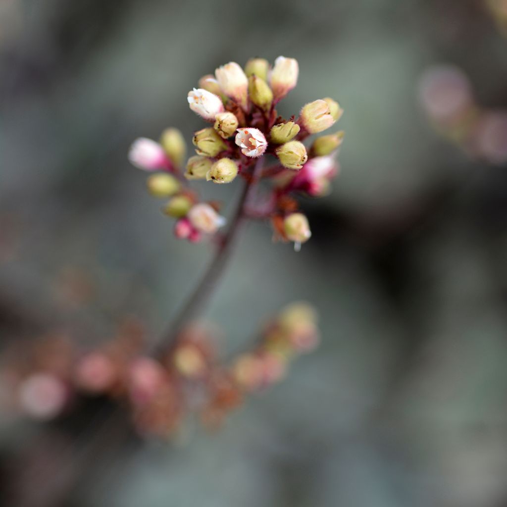 Heuchère - Heuchera Prince of Silver